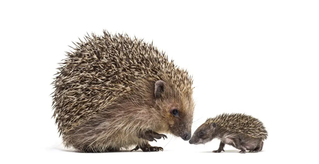 Baby and mother Young European hedgehog together, isolated on white.
Hedgehog Friendly Garden.