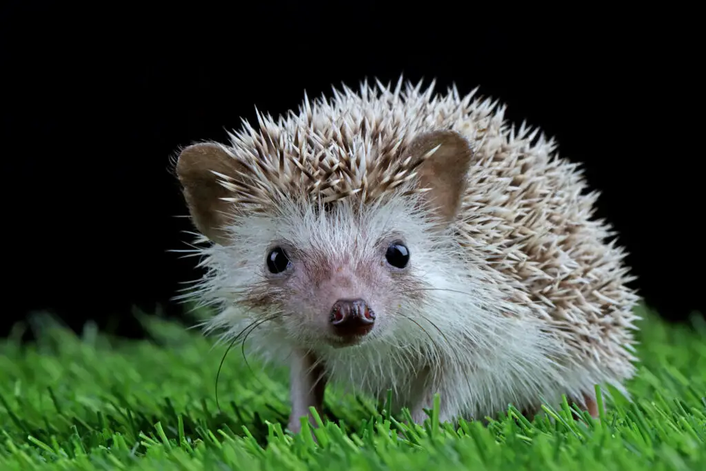 Hedgehog in Garden habitat, Hedgehog house