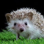 Hedgehog in Garden habitat