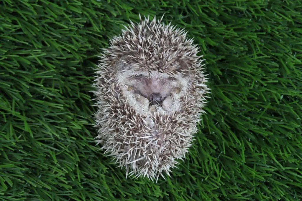 Hedgehogs Endangered