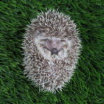 cute-baby-hedgehog-sleeping-grass