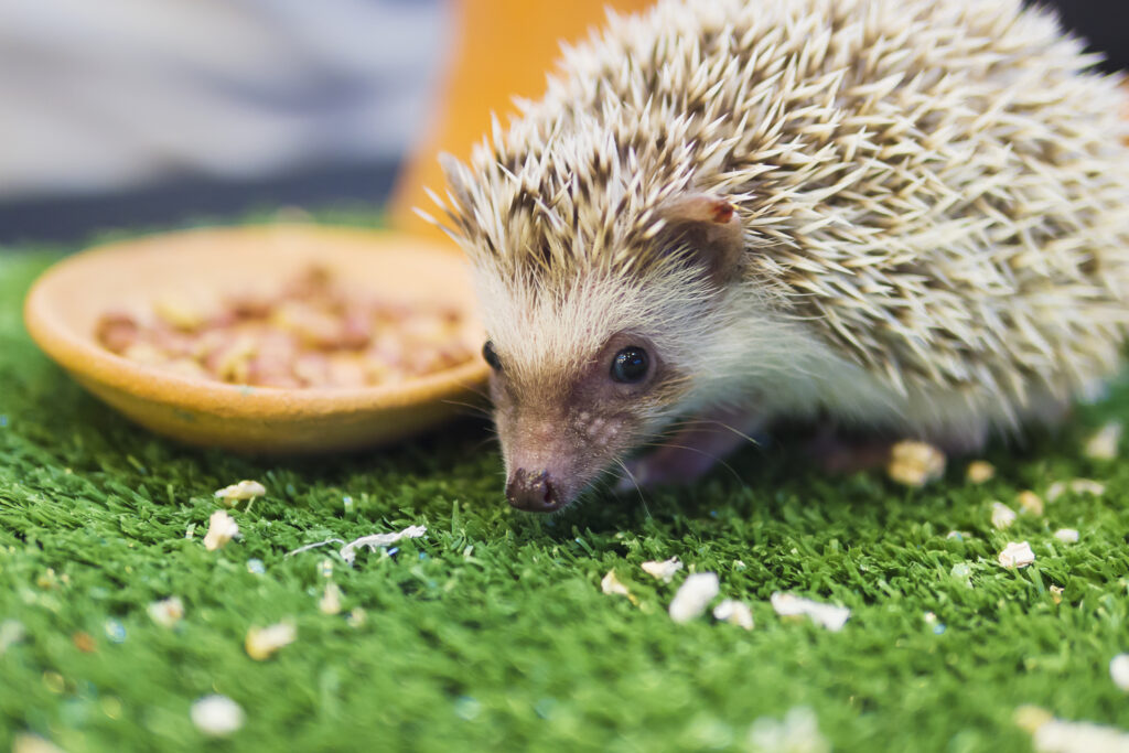 Dwarf porcupine eating food in mimic green garden. Hedgehog eat bread