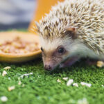Dwarf porcupine eating food in mimic green garden