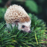Hedgehog, (Scientific name: Erinaceus europaeus) European hedgeh