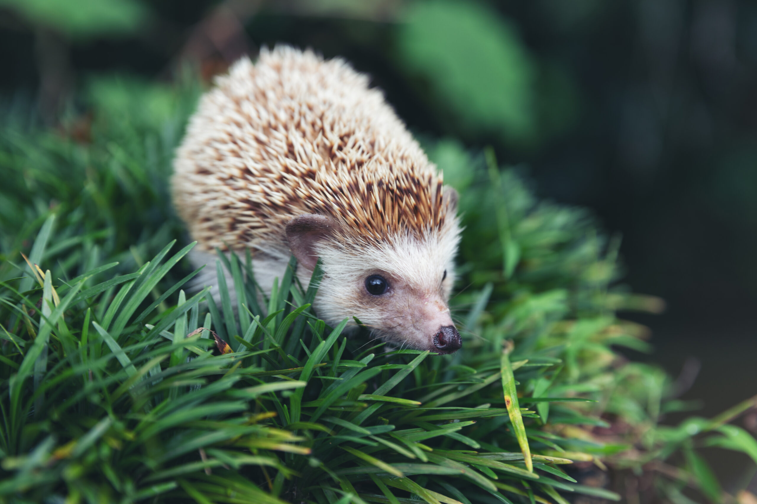 A Hedgehog Species in the grass