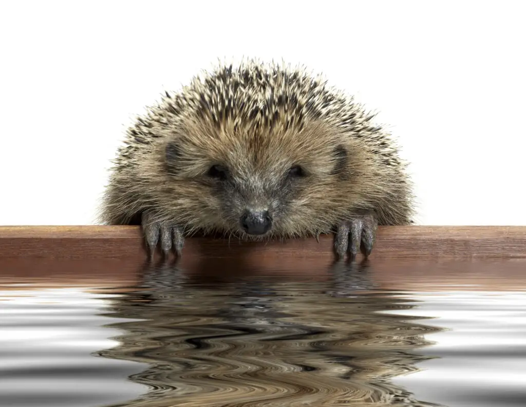 a young hedgehog looking over a wooden panel on a reflective water surface, hedgehogs have fleas
