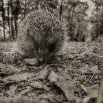 Are hedgehogs dangerous