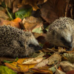 two young hedgehogs in autumn leaves